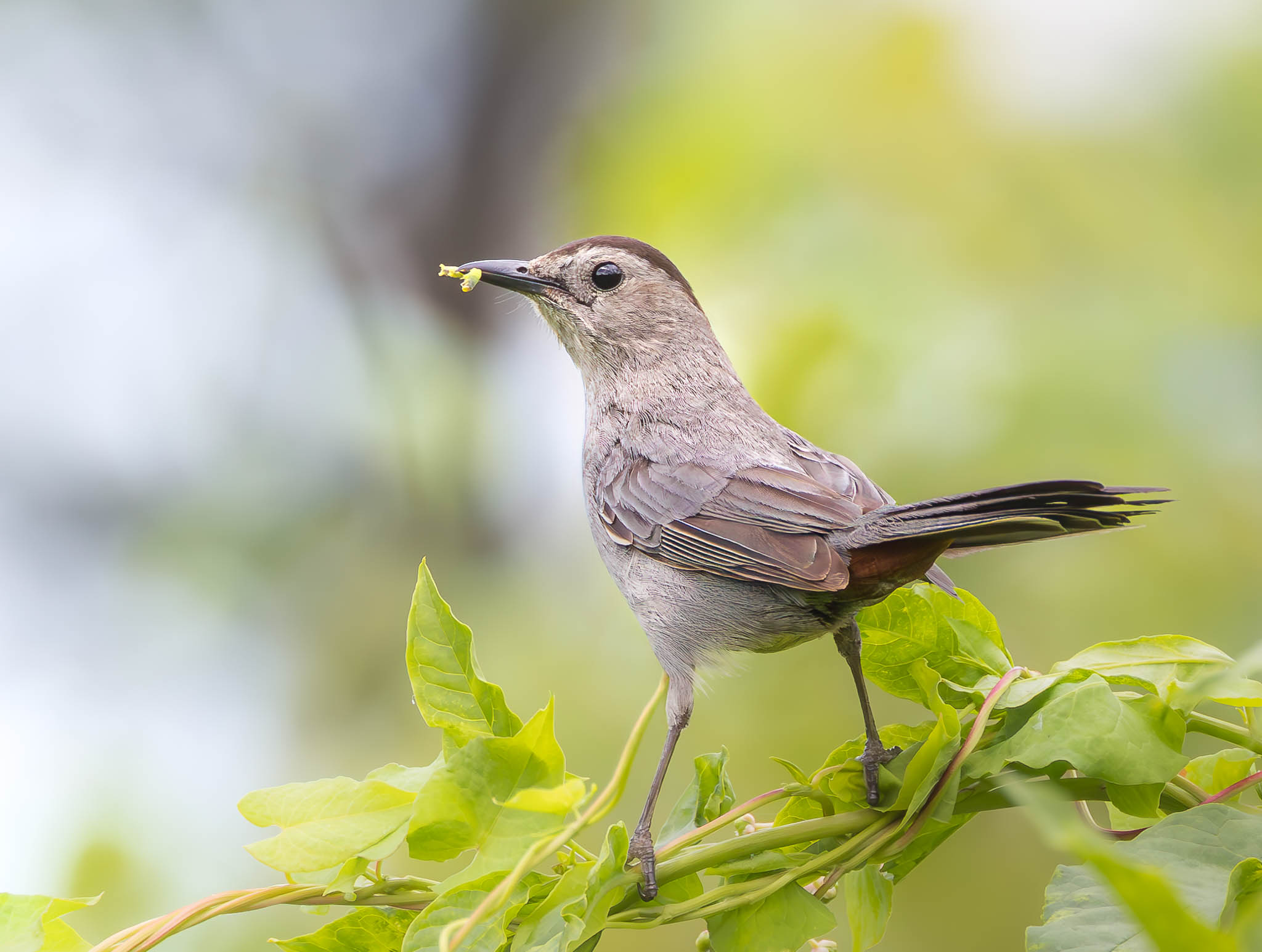 Gray Catbird